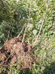 红叶带土最新爆料,揭秘娱乐圈惊天大事件！